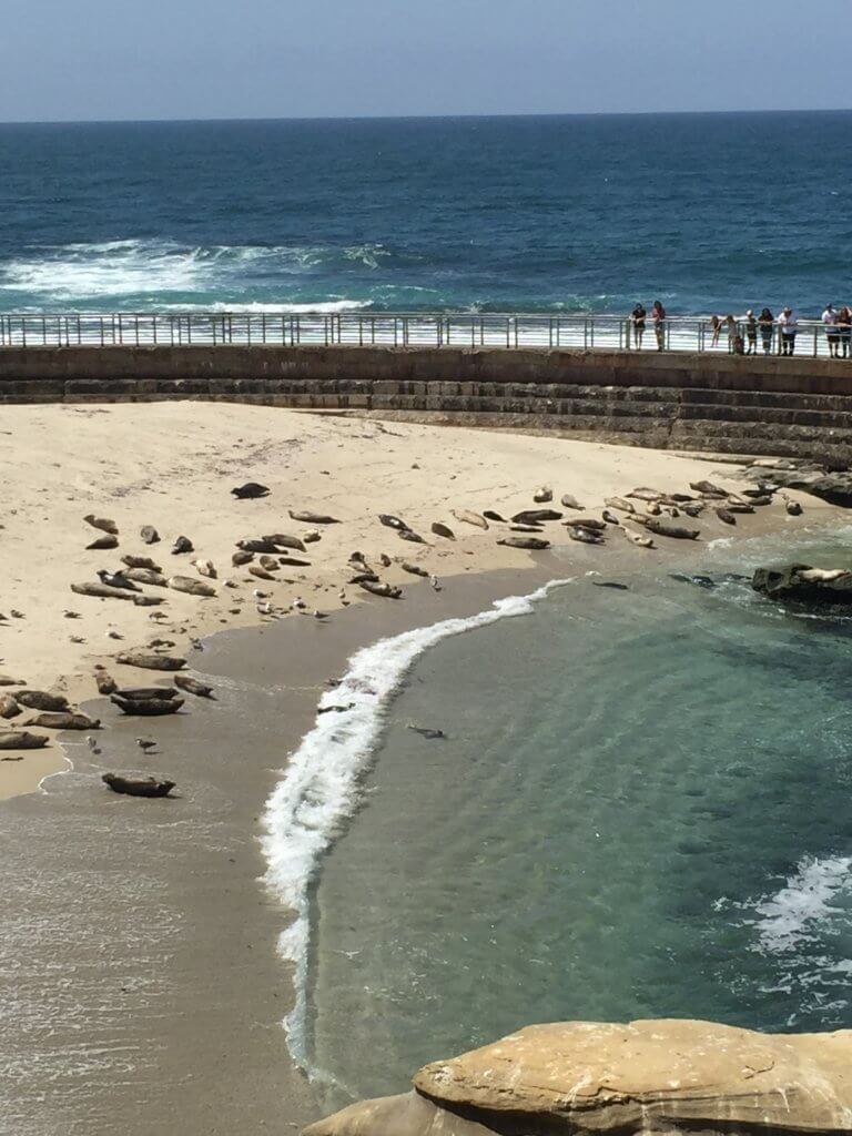 La Jolla sea lions laying on beach; What to do in San Diego with kids featured by top US family travel blog, Travel with a Plan