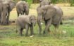 1-Day animal kingdom, elephants