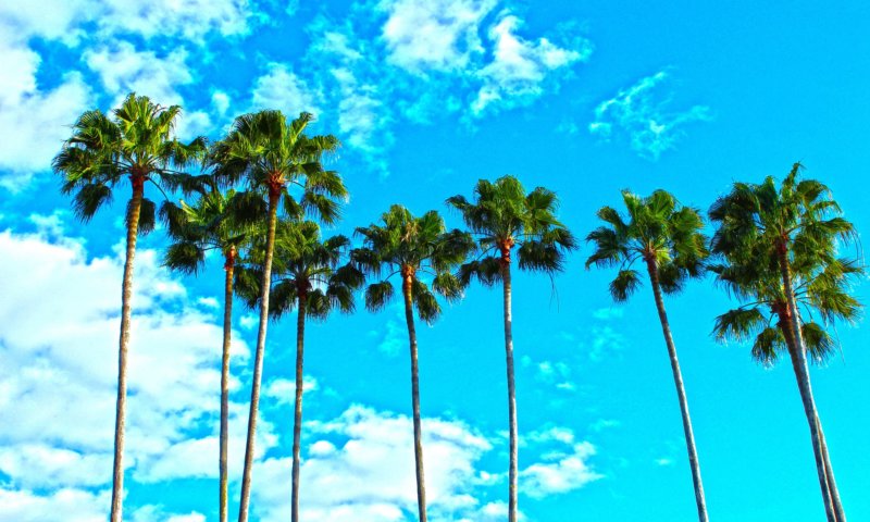 orlando palm trees