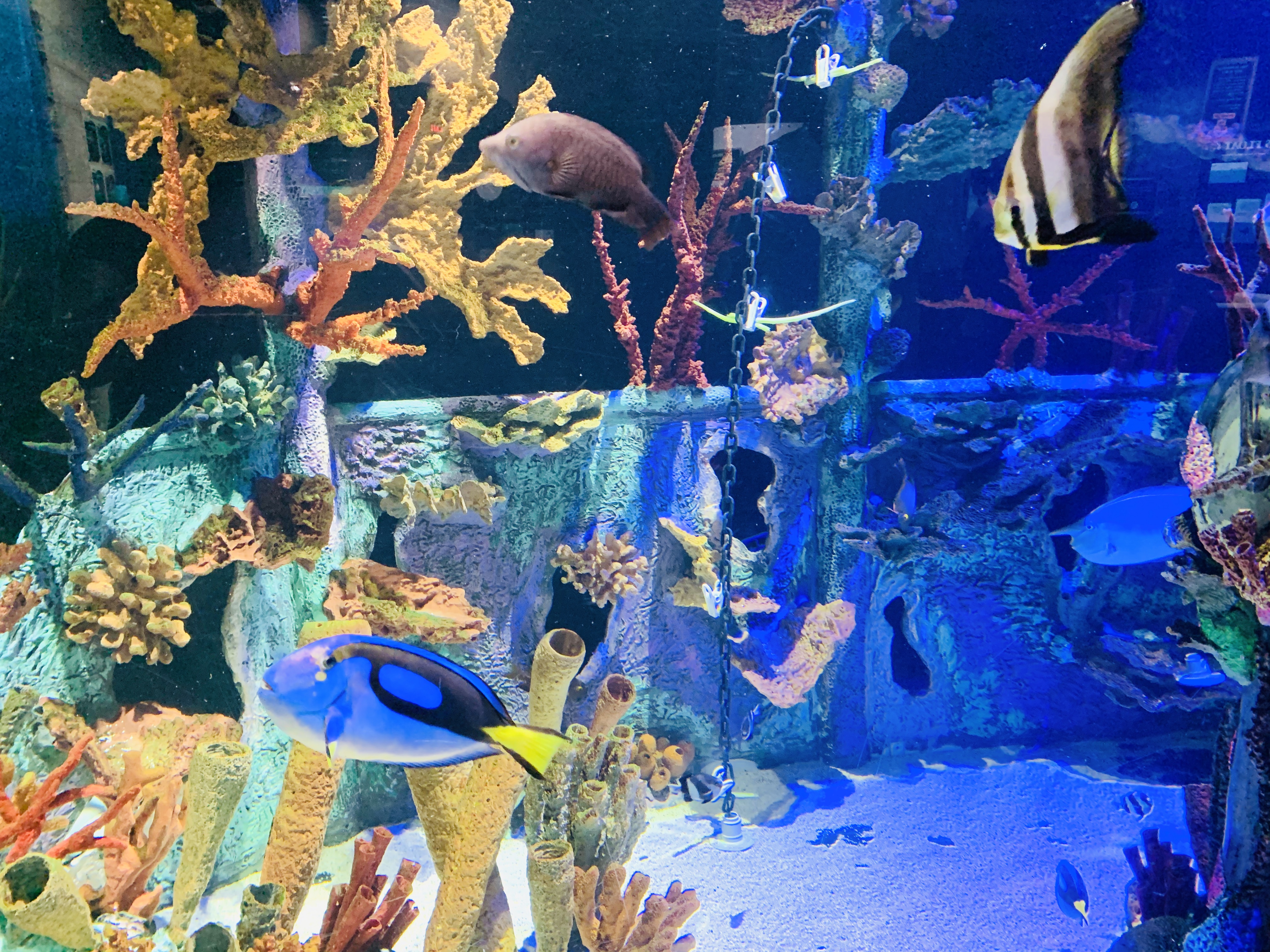 Read all about an experience at Duluth, MN's Great Lakes Aquarium from top U.S. family travel blog, Travel With A Plan!  They'll fill you in on what to expect while visiting and on whether or not a trip to the aquarium is worth the cost.  Click here now!  #duluthaquarium #duluthattractions #duluth #greatlakesaquarium #lakesuperior #duluthmnthingstodo
