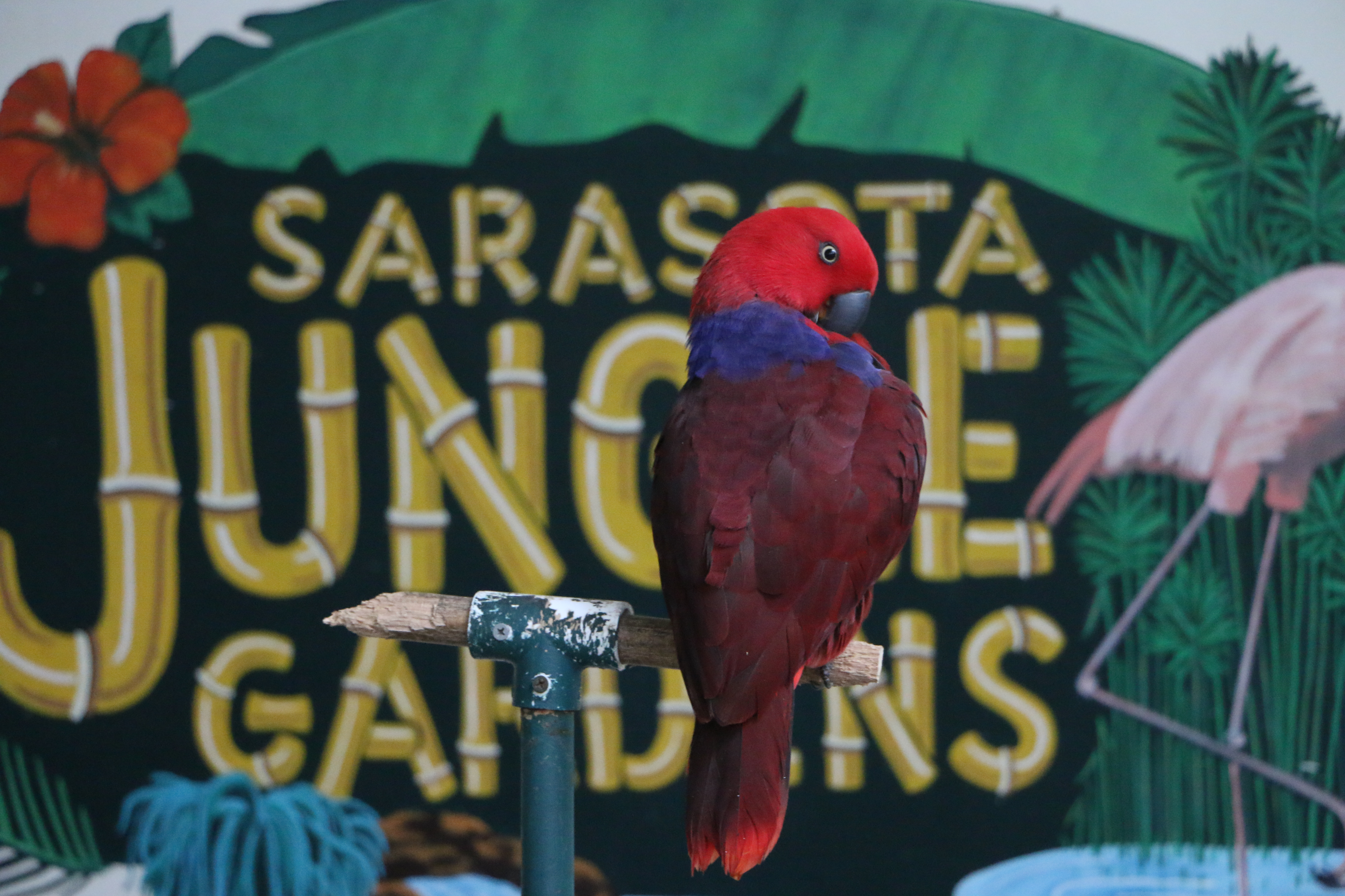 Sarasota Jungle Gardens parrot
