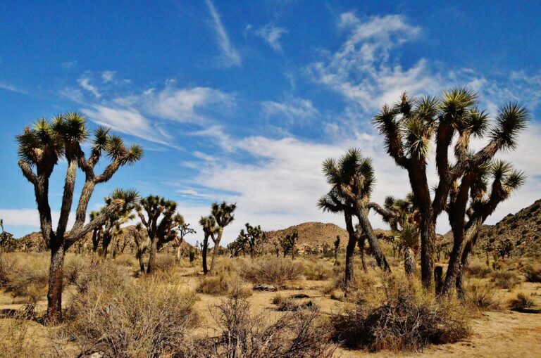 Where to Stay in Joshua Tree National Park (18 Exciting Options!)