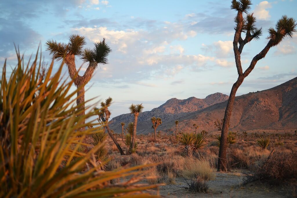 Joshua Tree National Park hotels with views