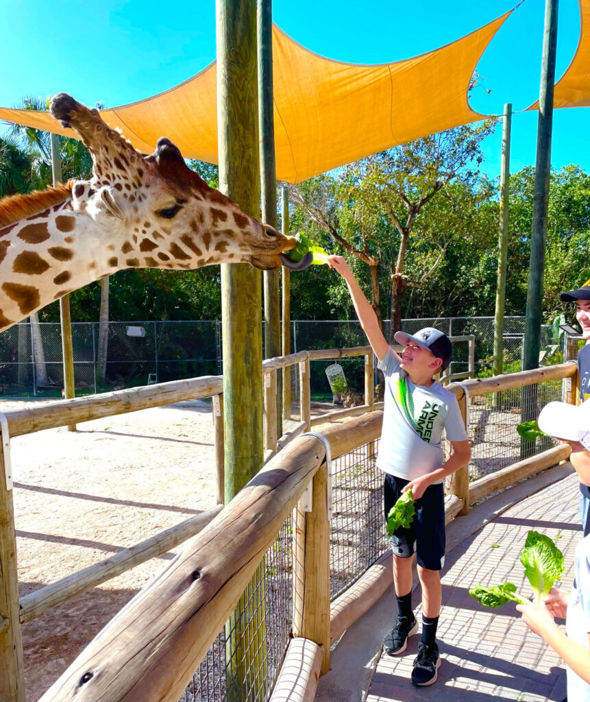 Naples Zoo, child feeding giraffe