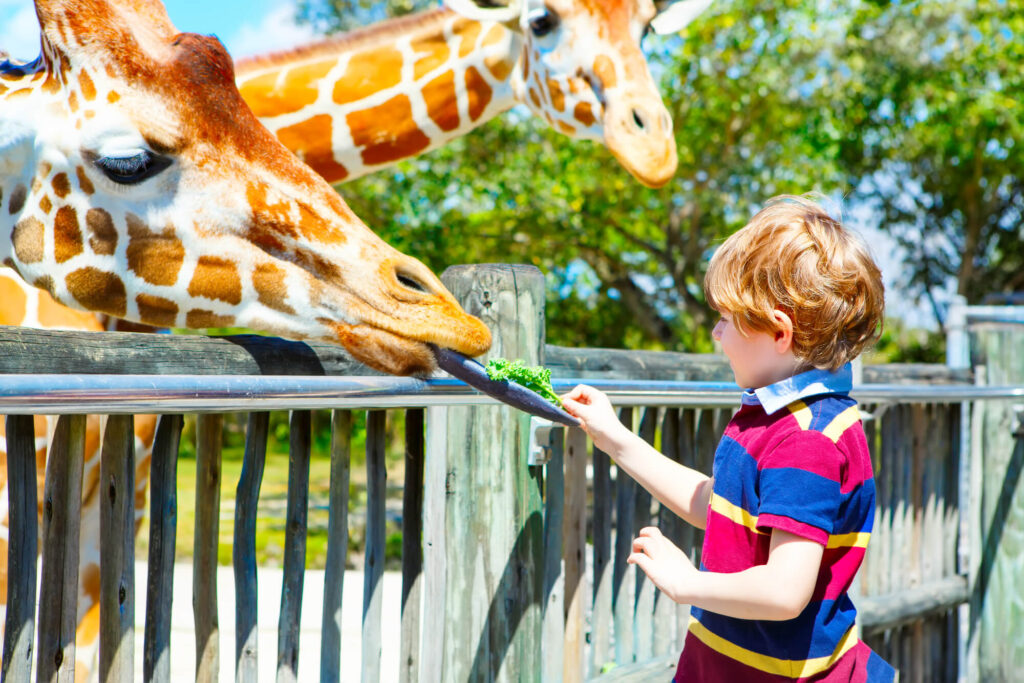 Child feeding giraffe at San Diego Zoo Safari Park