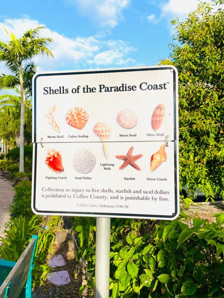 Florida sea shells