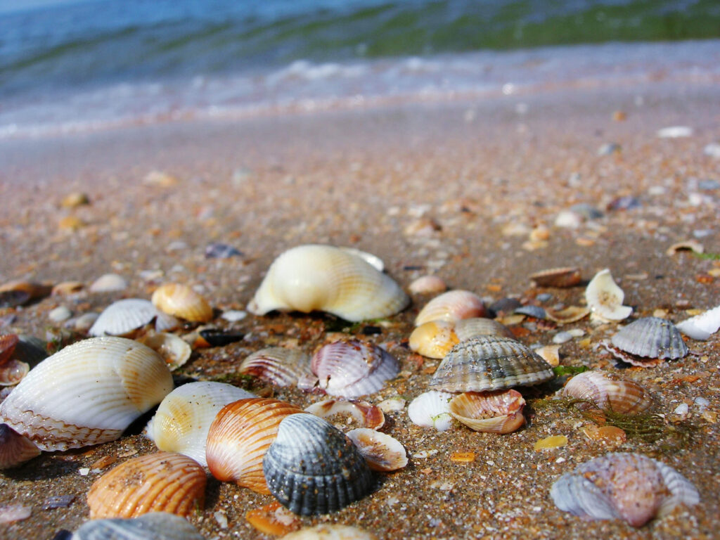 FInd out the best Floirda shell picking beaches from top US family travel blog, Travel With A Plan!