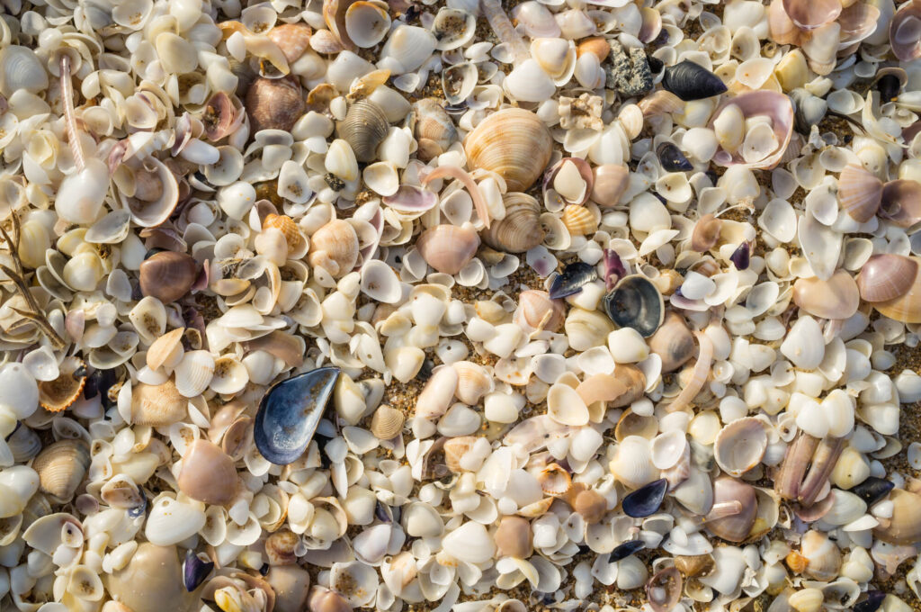 Floirda beaches with shells