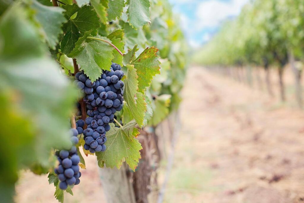 Find out the best Nashville wineries from Top US family travel blog, Travel With A Plan!