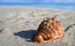 Shelling beaches in Florida