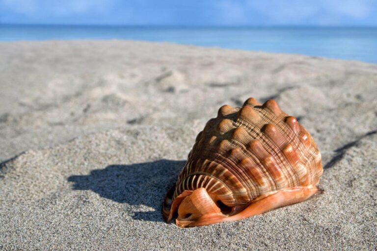 The 8 Best Shelling Beaches in Florida