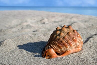 Shelling beaches in Florida