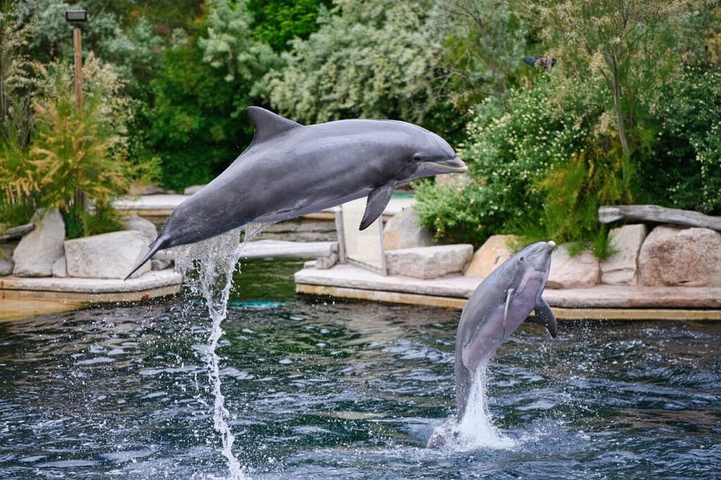 Discover the best place to swim with dolphins in Florida from to US family travel blog, Travel With A Plan!