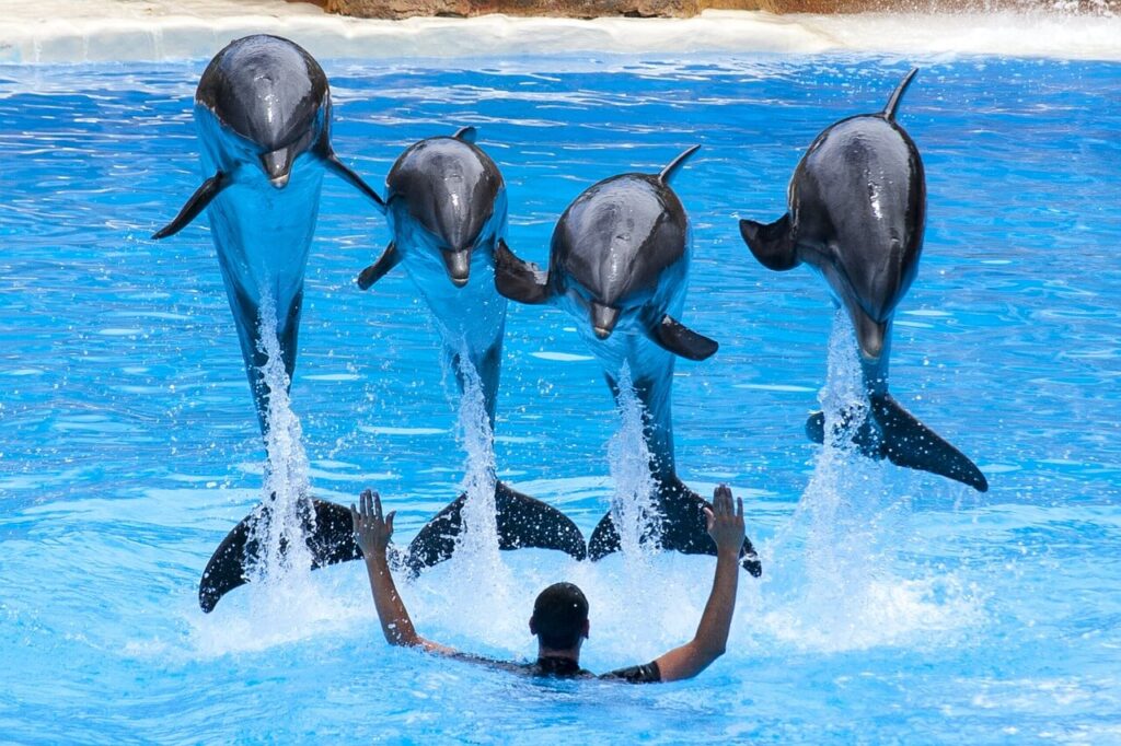 Dolphin show at SeaWorld Orlando