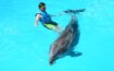 swim-with-dolphins-in-florida