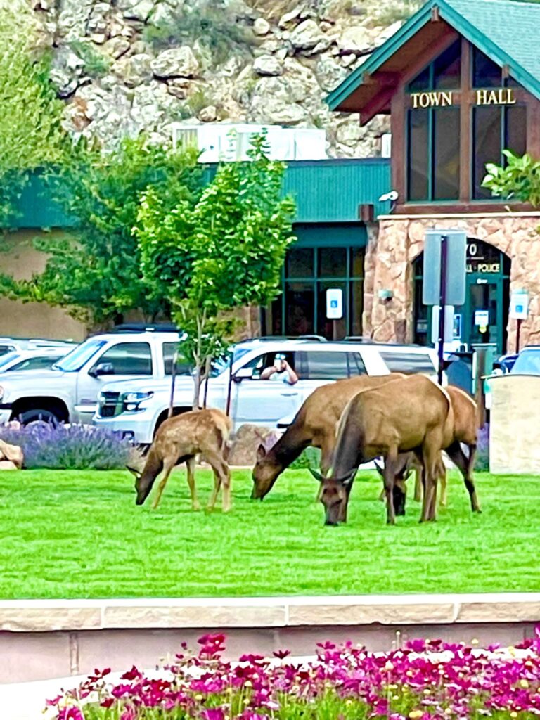 Elk in Downtown Estes Park