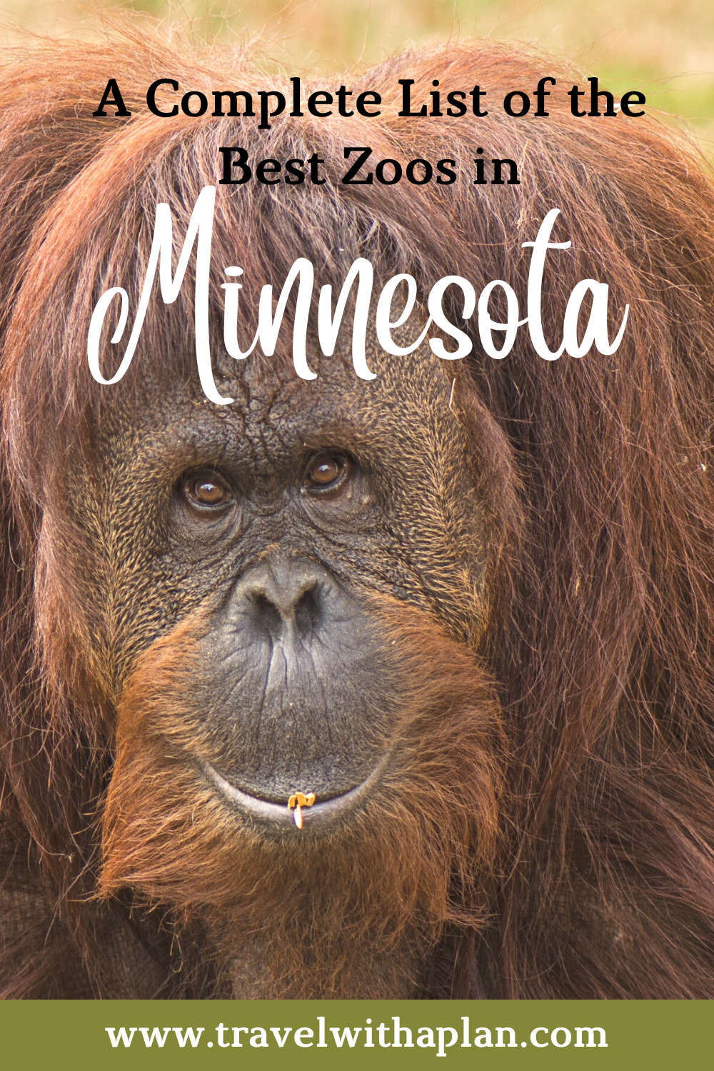 Here's out list of the best zoos in Minnesota including their ticket prices, animal encounter experiences, and must-see animals at each place!  #Minnesotatravel #familyvacations #Minnesotazoos