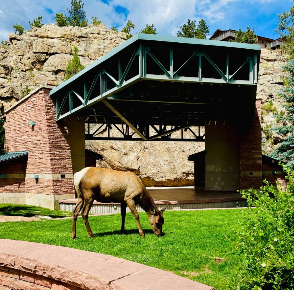 Watch for wildlife in Downtown Estes Park