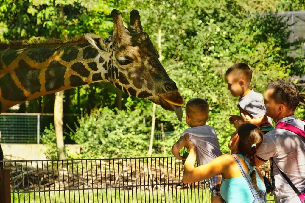 Here's our list of the best zoos in Minnesota from top U.S. family travel blogger, Travel With A Plan!