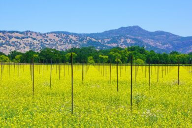 Things to do in Napa