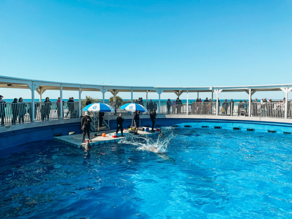 Gulfarium Marine Adventure Park dolphin show
